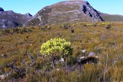 Leucadendron microcephalum