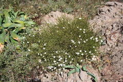 Lachnaea