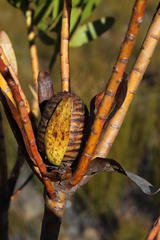 Leucadendron microcephalum