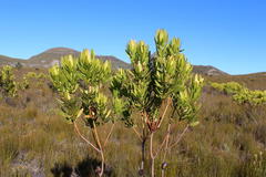 Leucadendron microcephalum
