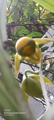 Catasetum viridiflavum