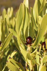 Leucadendron microcephalum