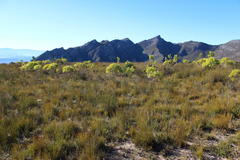 Leucadendron microcephalum