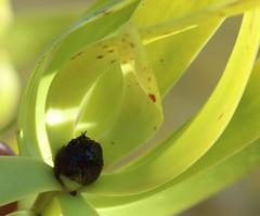 Leucadendron microcephalum