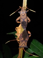 Melucha quadrivittis