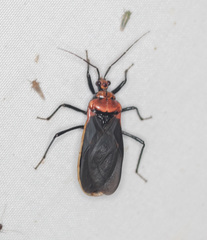 Rhiginia cinctiventris