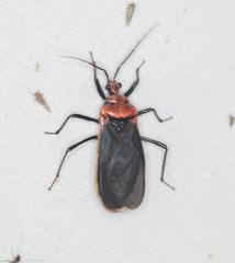 Rhiginia cinctiventris