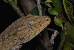 Rhacodactylus leachianus