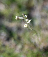 Silene jeniseensis