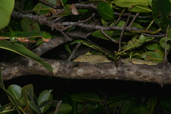 Rhacodactylus leachianus