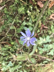 Cichorium intybus