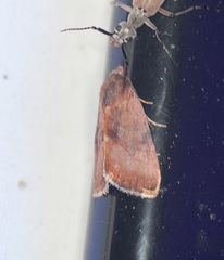 Micrathetis triplex