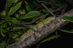 Rhacodactylus leachianus