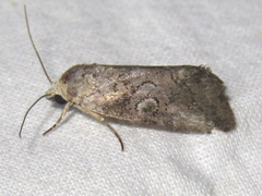 Copanarta aurea