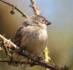 Camarhynchus parvulus