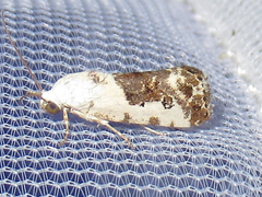 Ponometia phecolisca