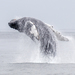 Humpback Whales - Photo (c) Robin Gwen Agarwal, some rights reserved (CC BY-NC), uploaded by Robin Gwen Agarwal