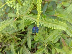 Rhyothemis triangularis