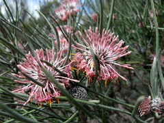 Isopogon divergens