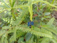 Rhyothemis triangularis