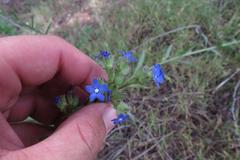 Anchusa capensis