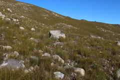 Syncarpha canescens canescens