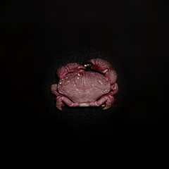 Ozius reticulatus