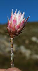 Syncarpha canescens canescens