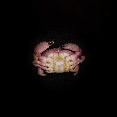 Ozius reticulatus