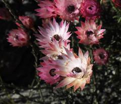 Syncarpha canescens canescens