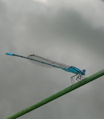 Pseudagrion australasiae