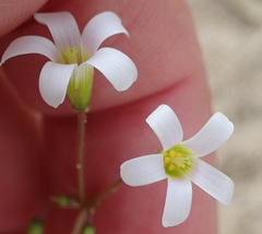 Oxalis caprina