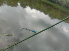 Pseudagrion australasiae