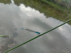 Pseudagrion australasiae