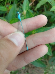 Pseudagrion australasiae