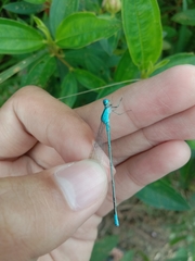 Pseudagrion australasiae