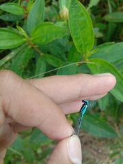 Pseudagrion australasiae