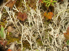 Cladonia stygia
