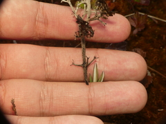 Cladonia stygia