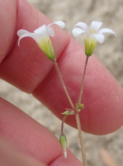 Oxalis caprina