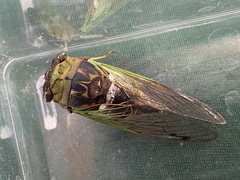 Neotibicen tibicen australis