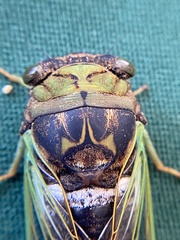 Neotibicen tibicen australis