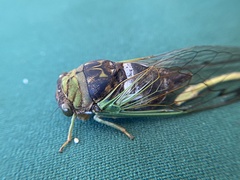 Neotibicen tibicen australis