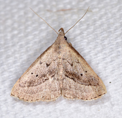 Macrochilo hypocritalis