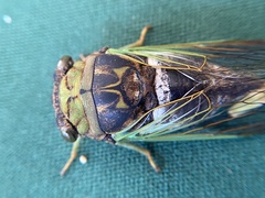 Neotibicen tibicen australis