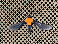 Saurita sanguinea