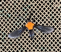 Saurita sanguinea