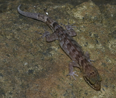 Nactus pelagicus