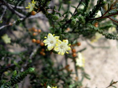 Phebalium tuberculosum