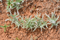 Dasyochloa